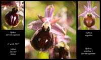 Ophrys-argolica-x-ferrum-equinum